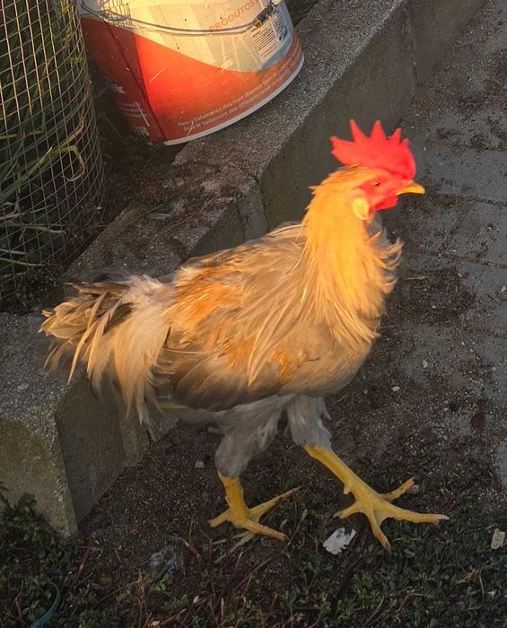 Frangos cream legbar e leghorn