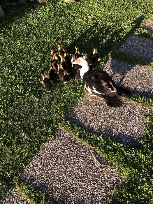 Patos mudos para criar