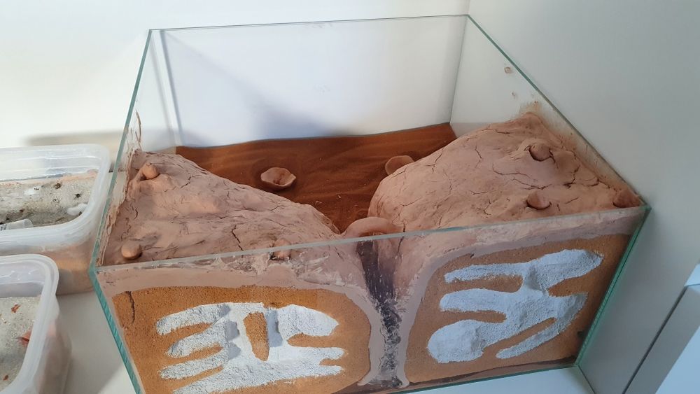 Terrarium dla mrówek z gipsu