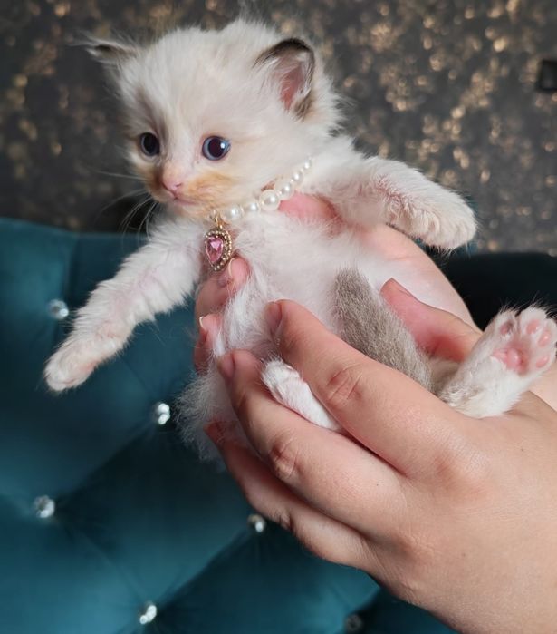 Kotka, Kociak Ragdoll