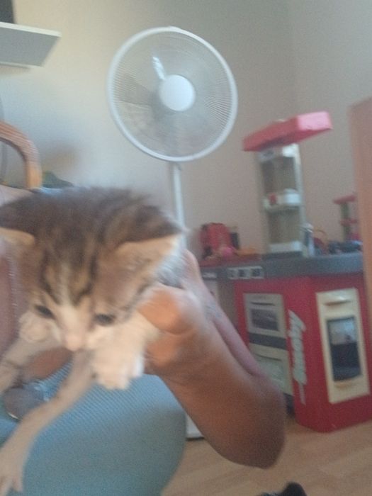 Gatinhos para doar
