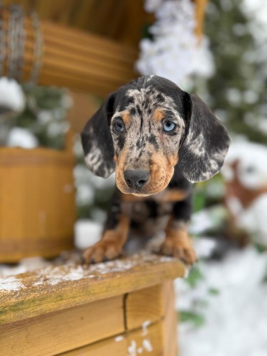 Cudowny piesek jamnik miniaturka blue merle metryka wyprawka