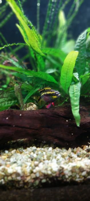 Barwniak Czerwonobrzuchy para z młodymi 8szt