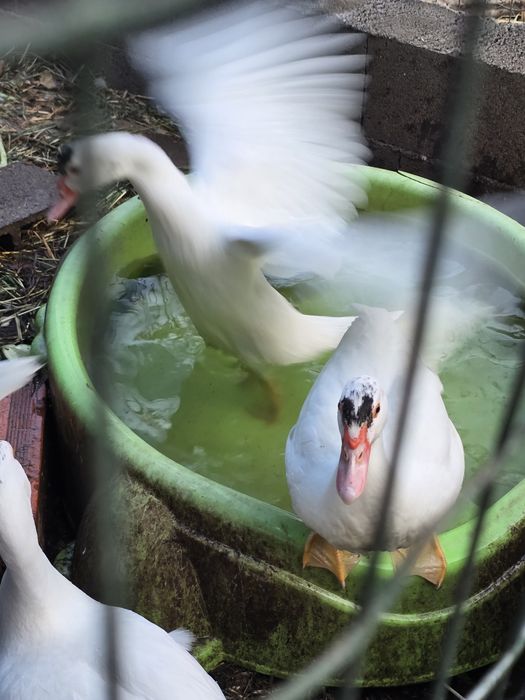 Patos mudos de 2026