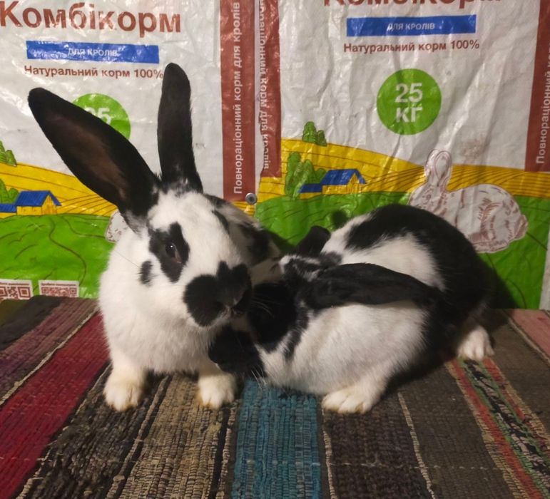 Кролі . Молоді кролиці Німецького строкача вік 4,5 міс.