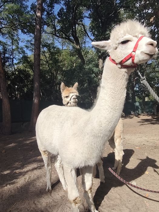 Alpaka samiec huacaya