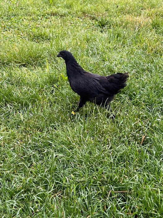 Pisklęta ayam cemani