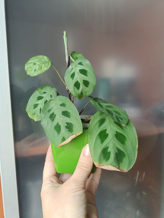 Maranta leuconeura 'Kerchoveana'