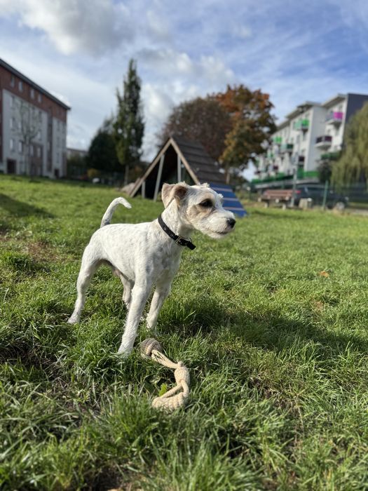 Parson Russel Terrier