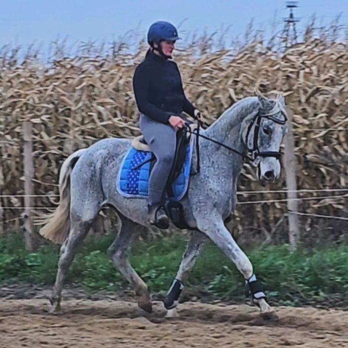 Klacz małopolska 2010 rocznik