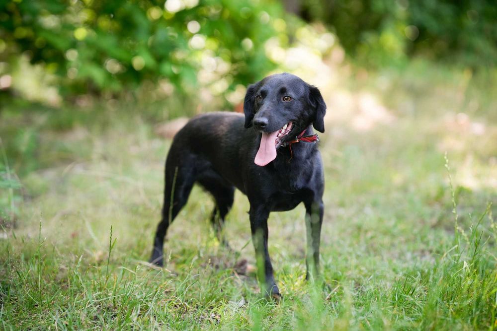 Blania - młoda, nieśmiała suczka do adopcji!