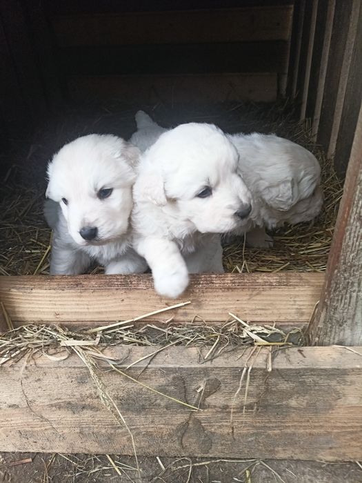 Sprzedam piękne owczarki podhalańskie.