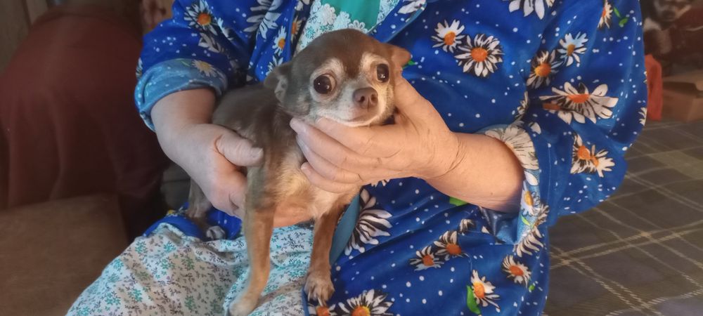 Продам собачок Чіхуа