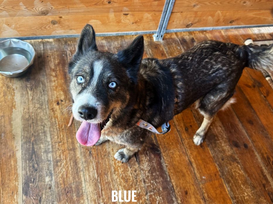 W typie husky, Blue szuka domu