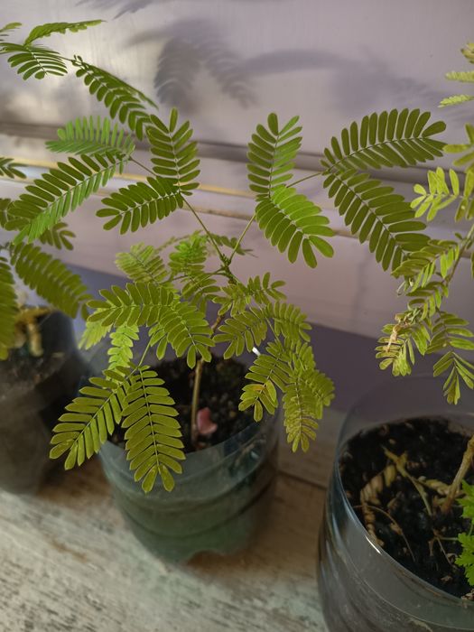 Ленкаранская акация