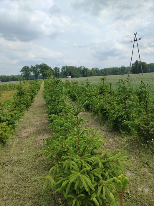 Działka inwestycyjno -budowlana,Krzewica