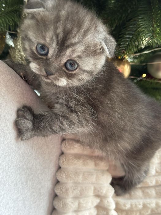 продається висловушка дівчинка