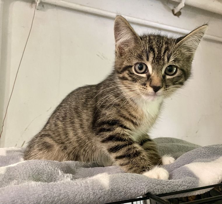 Котенок маленький мальчик полосатый с белыми носочками