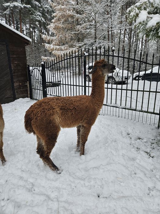 Alpaka - samiczka