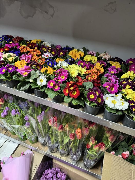 Примула по 60 грн на Ж/М ТОПОЛЬ 1