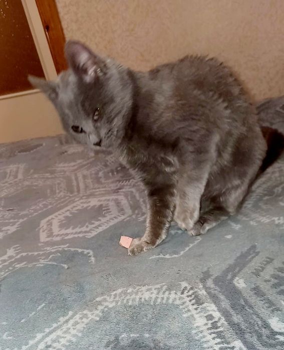 Кішечка стерелізована безкоштовно в добрі ручки