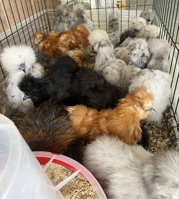 Casais de Sedosas do Japão linha USA