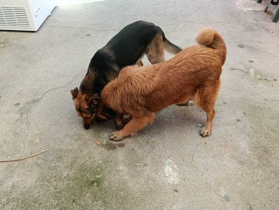 Casal cães para adoção