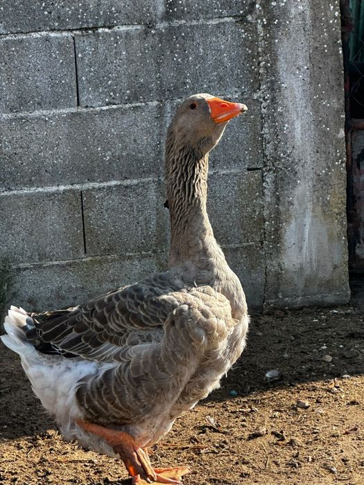 Ganso Toulouse macho