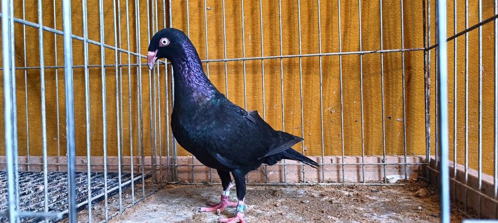 Gołębie z lotu. Duński lotny Samica