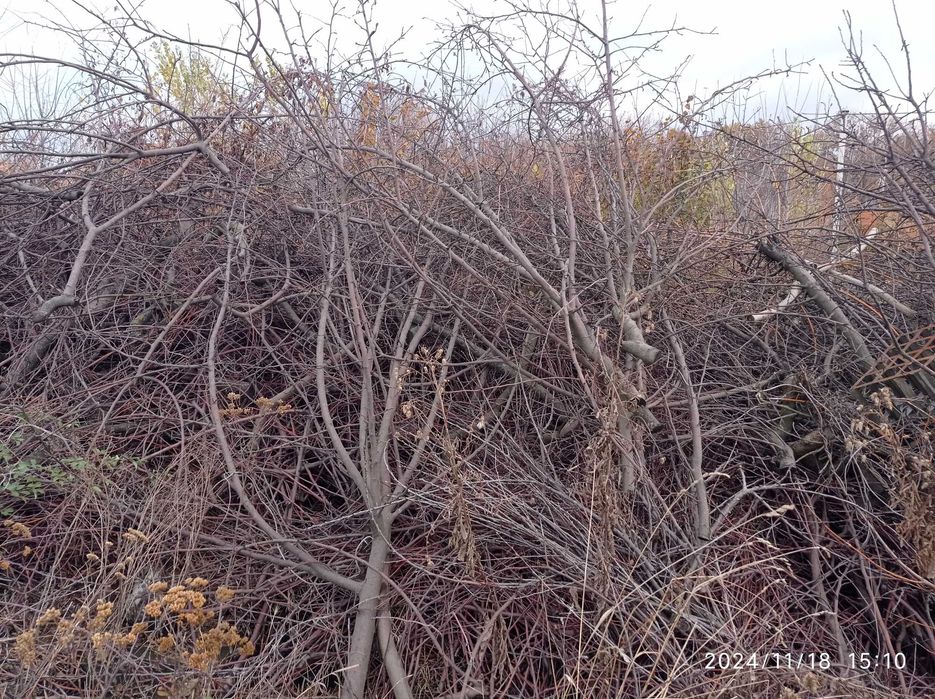 Безкоштовно віддам гілля  після обрізки дерев, щепа