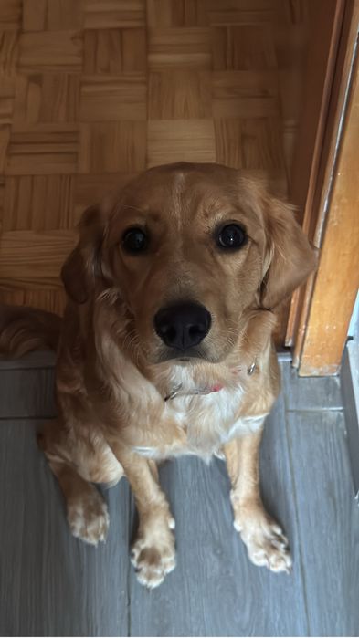 Cão de 7 meses para dar