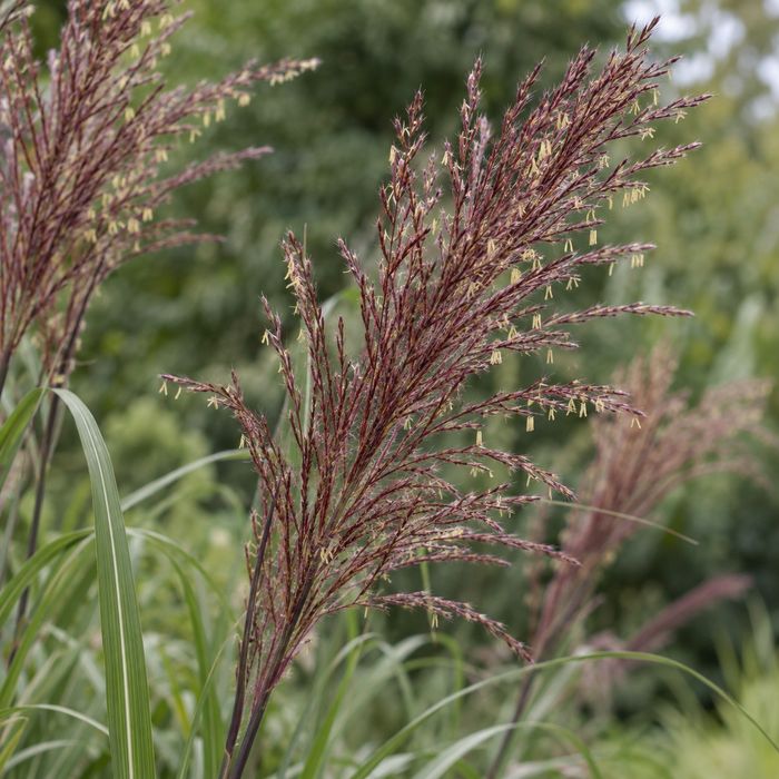Miskant chiński 'Samurai' (Miscanthus) P13