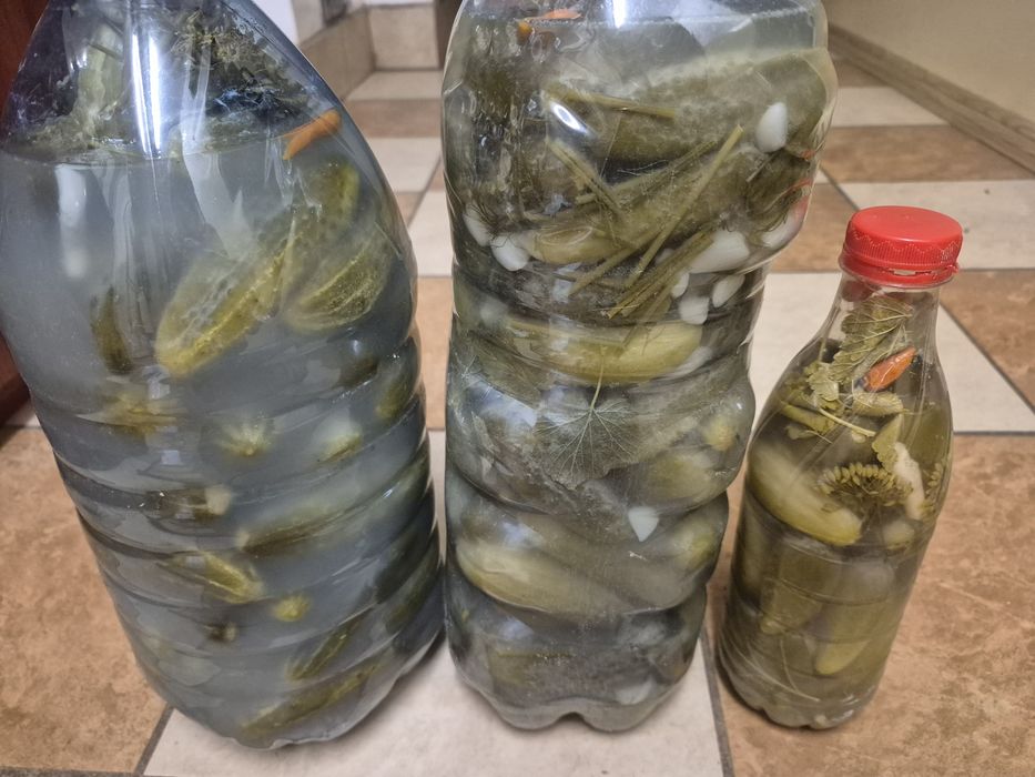 Sprzedam ogórki kiszone ekologicze