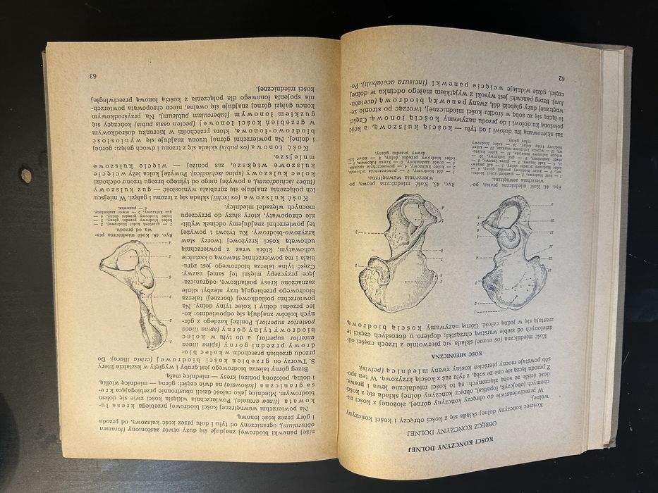 Anatomia i Fizjologia człowieka