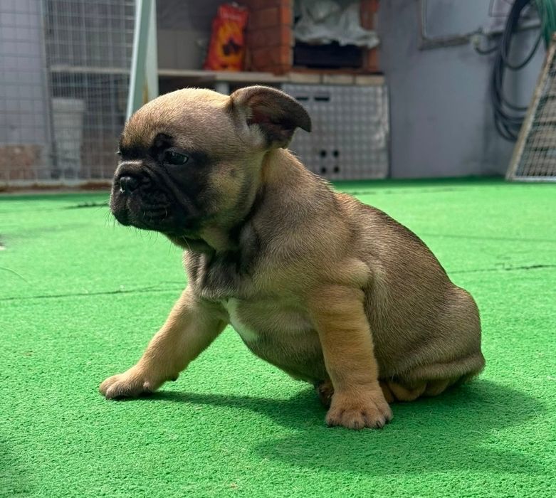 Bulldog francês macho fawn