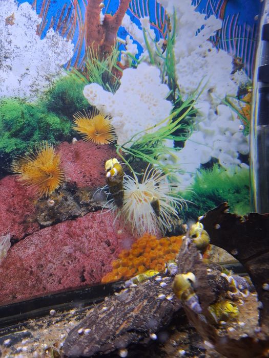 Slimaki tylomelania yellow