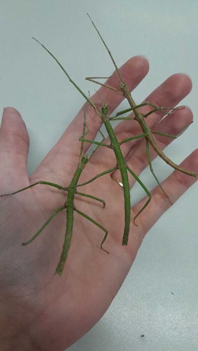 Patyczak rogaty (medauroidea extradentata)