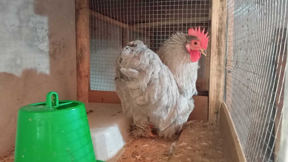 Pekins lavanda macho