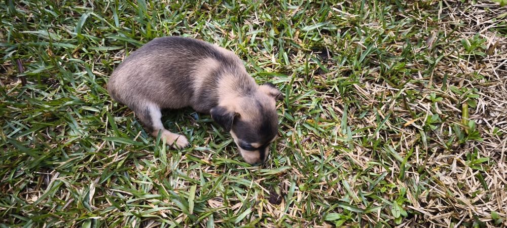 Pinscher pincher miniatura criado em ambiente familiar disponível para