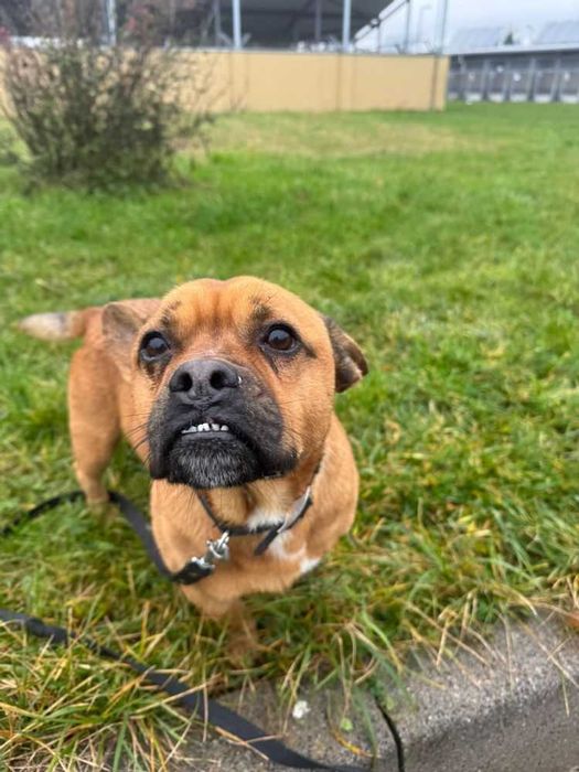 Malutki Odyn w typie buldoga francuskiego do adopcji!