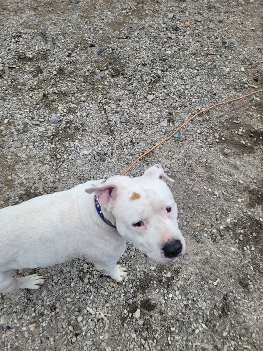 Odam amstafa za darmo