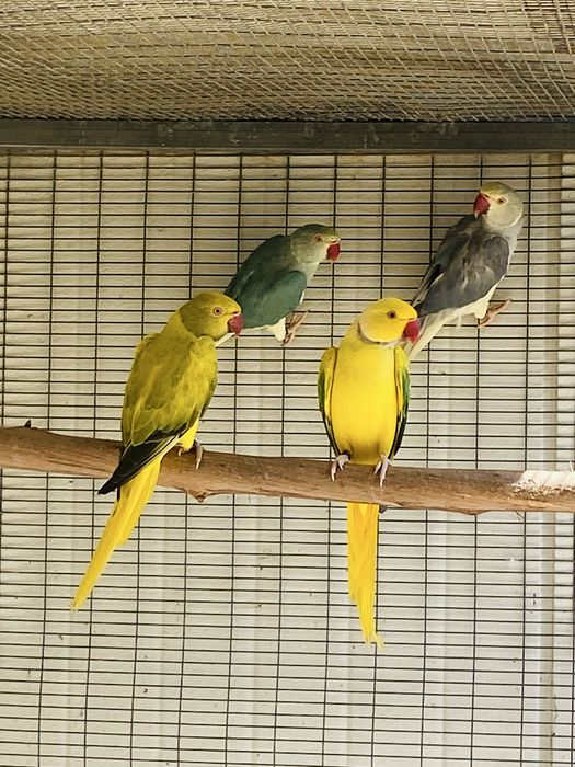 Ring Necks .Super preços