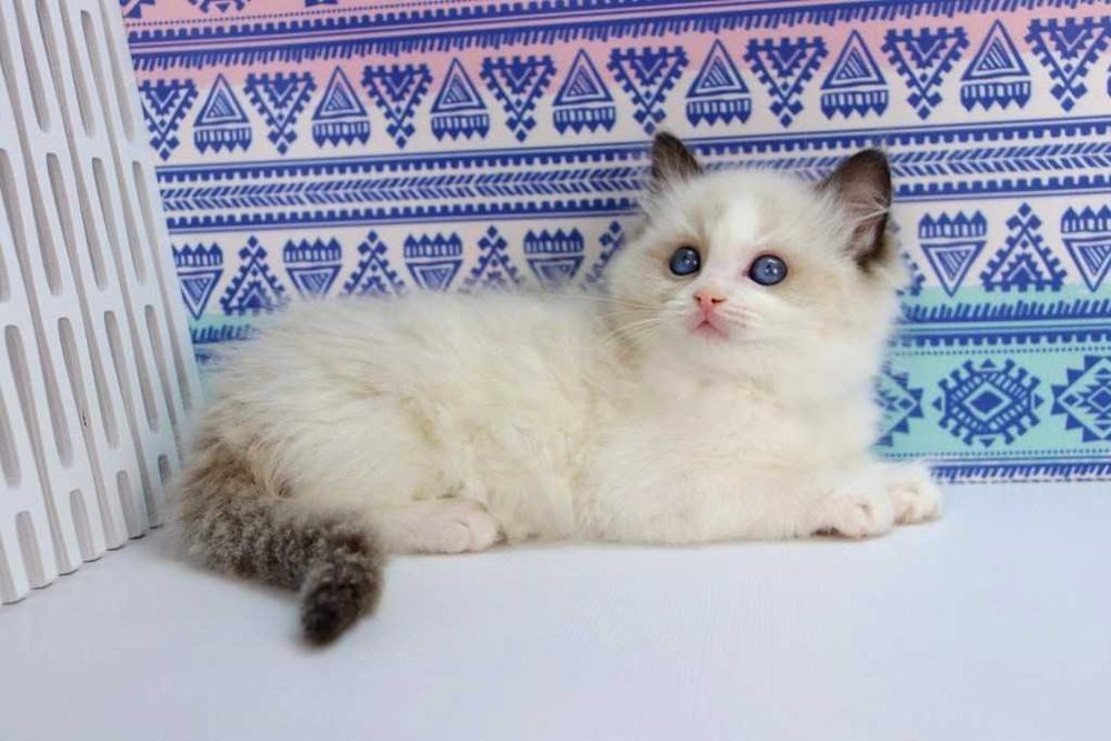 Дуже ласкава та грайлива кішечка -Ragdoll//Регдолл.