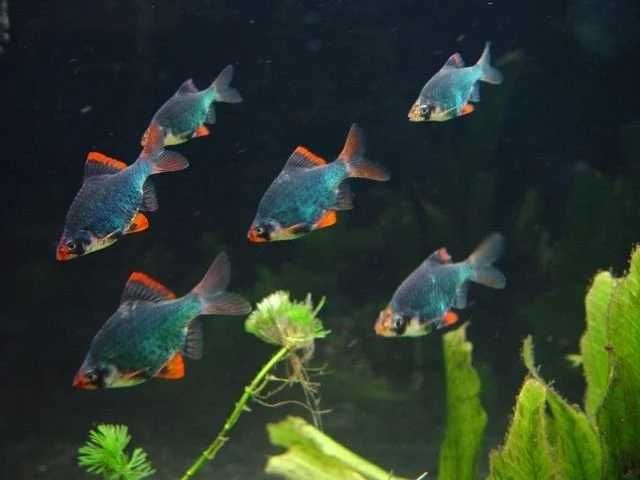 Brzanka sumatrzańska zielona - Brzanka mszysta - Brzanka zielona