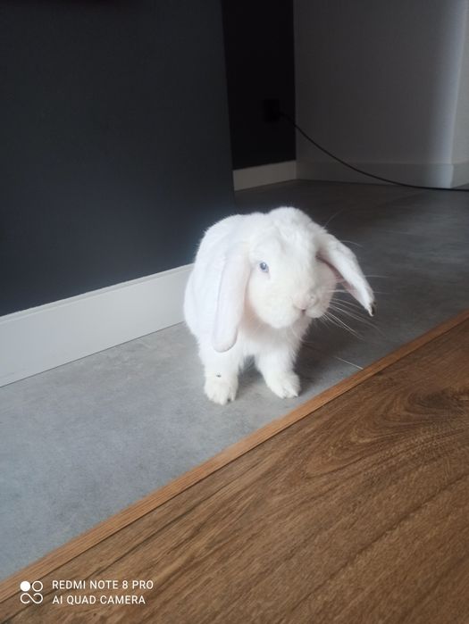Sprzedam króliczka mini lop