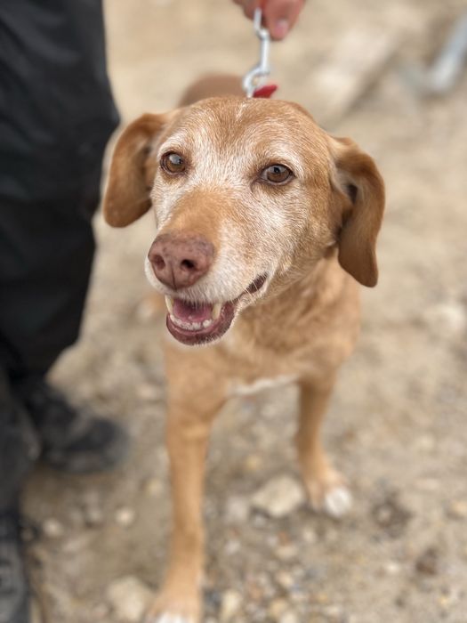 Spicy- o Cão dos abraços!