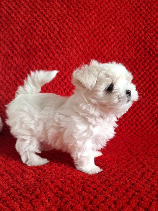 Maltańczyki maltańczyk piesek do rezerwacji