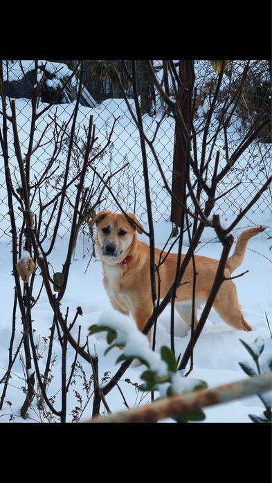 Дівчинка шукає дім