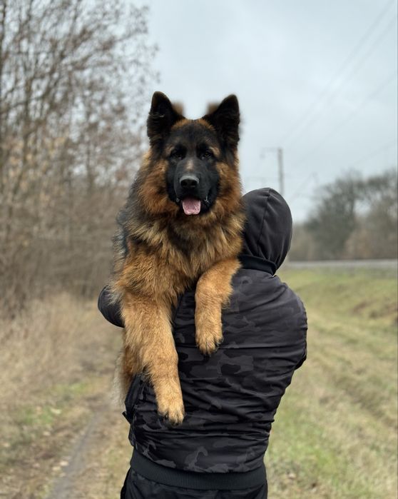 Кобель німецька вівчарка вʼязка