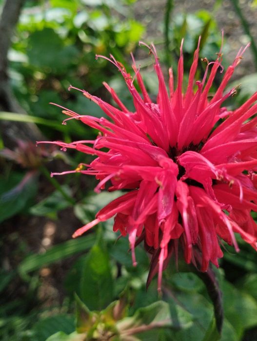 У продажу садові квіти, ліатріси двох кольорів